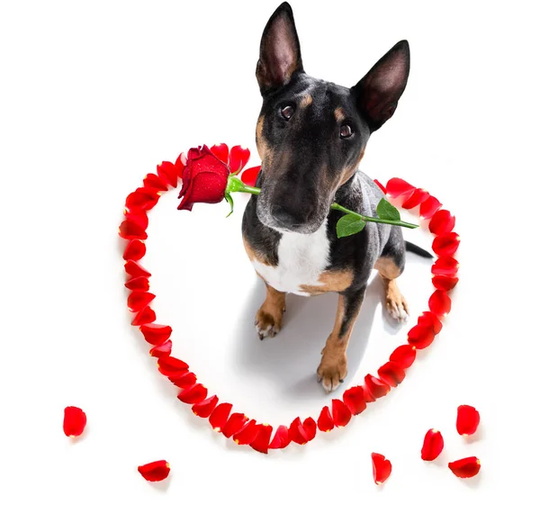 Miniatyr Bull Terrier Hund Valentiner Kärlek Hjärta Form Med Jag — Stockfoto