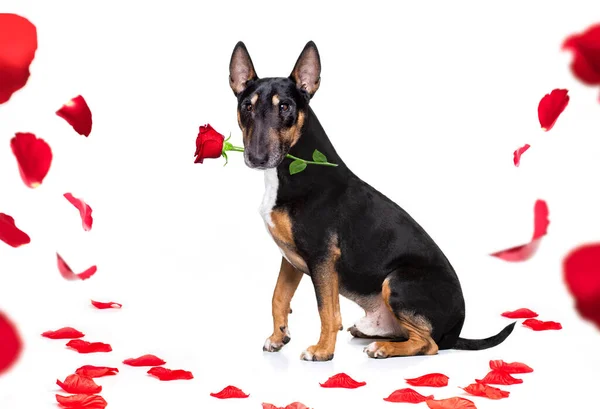 Miniatur Bull Terrier Hund Auf Valentinstag Liebe Herzform Mit Love — Stockfoto