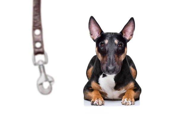 Miniature Bull Terrier Dog Ready Walk Owner Leather Leash Isolated — Stock Photo, Image