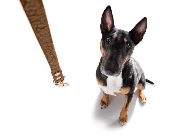 Miniatyr Bull Terrier Hund Redo Att Med Ägare Med Läderkoppel — Stockfoto