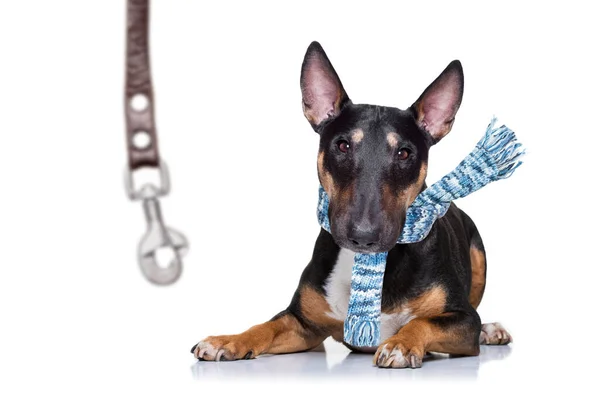 Miniature Bull Terrier Dog Ready Walk Owner Leather Leash Isolated — Stock Photo, Image