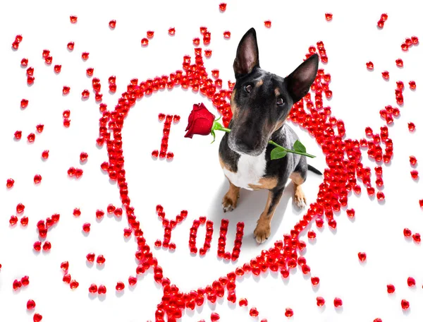 Sevgililer Günü Nde Minyatür Bull Terrier Köpeği Kalp Şeklini Sever — Stok fotoğraf