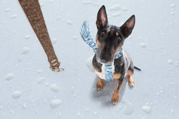 雨や雪の中でミニチュアブルテリア犬悪天候は ひもやスカーフで散歩に行く準備ができて — ストック写真