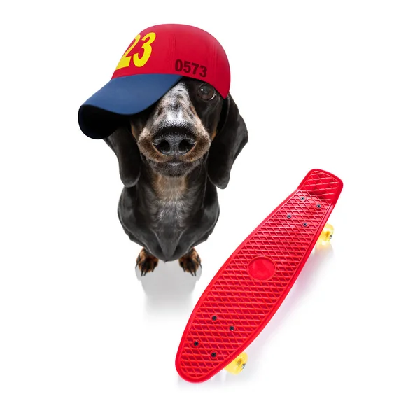 Cool Casual Look Dachshund Sausage Dog Wearing Baseball Cap Hat — Stock Photo, Image