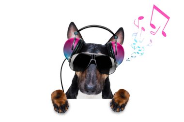 Disko toplu bir kulüpte müzik çalan Dj bull terrier köpeği, beyaz arka planda izole edilmiş, pankart ya da afişin arkasında vinil plak var.