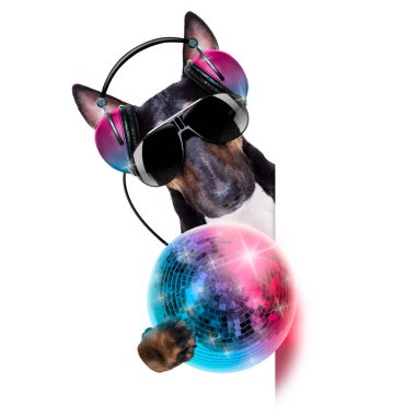 Disko toplu bir kulüpte, beyaz arka planda, pankart veya afişin arkasında izole edilmiş bir şekilde müzik çalan Dj bull terrier köpeği.