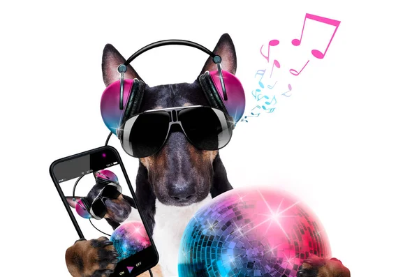 Bull Terrier Perro Tocando Música Club Con Bola Disco Aislado —  Fotos de Stock