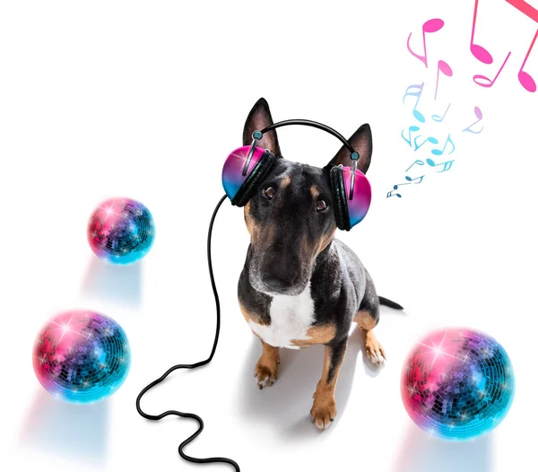 Touro Terrier Cão Tocando Música Clube Com Bola Discoteca Isolado — Fotografia de Stock