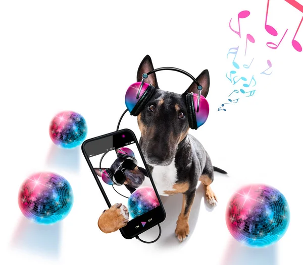 Tjur Terrier Hund Spelar Musik Klubb Med Disco Boll Isolerad — Stockfoto