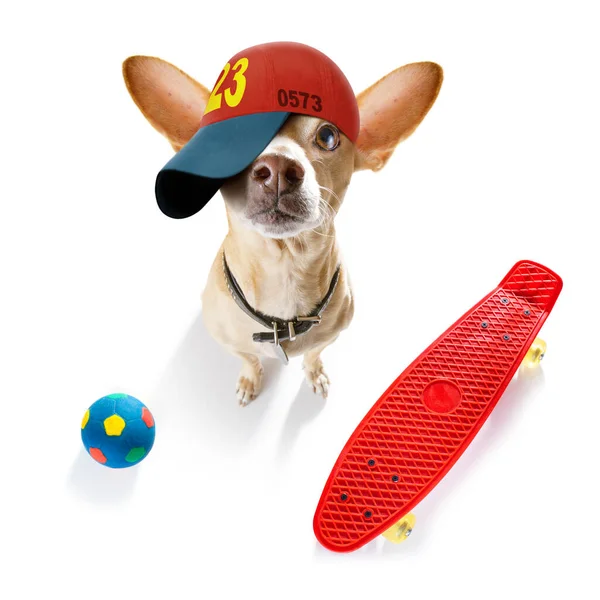 雪花花犬 头戴棒球帽或棒球帽 运动型和合身 坐在准备散步的滑板上 看上去很酷 — 图库照片