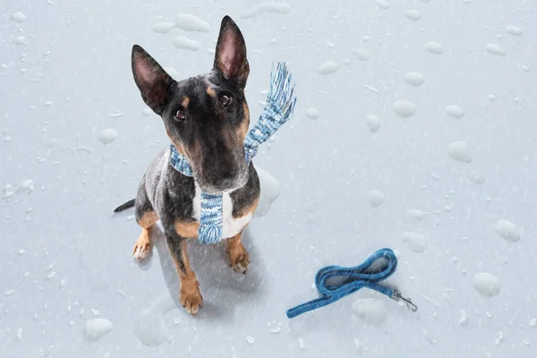 Miniatura Bull Terrier Cane Pioggia Neve Brutto Tempo Pronto Una — Foto Stock