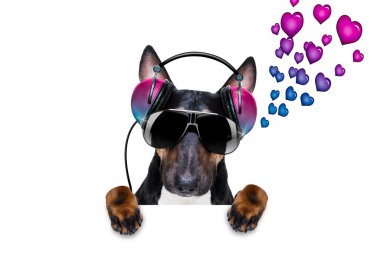 Disko toplu bir kulüpte müzik çalan Dj bull terrier köpeği, beyaz arka planda izole edilmiş, pankart ya da afişin arkasında vinil plak var.