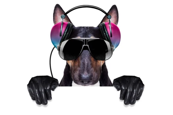 Tjur Terrier Hund Spelar Musik Klubb Med Disco Boll Isolerad — Stockfoto