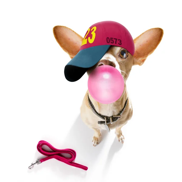 Cool Casual Look Chihuahua Perro Con Gorra Béisbol Sombrero Deportivo — Foto de Stock