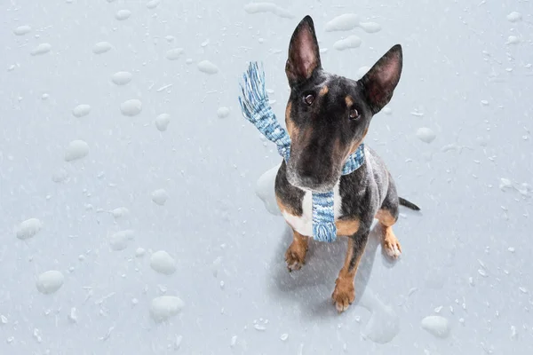 Miniatyr Bull Terrier Hund Regn Och Snö Dåligt Väder Redo — Stockfoto