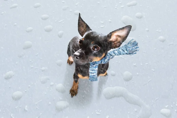 雨や雪の中で猛獣の犬を悩ます準備ができている悪天候は綱とスカーフで散歩に行く — ストック写真