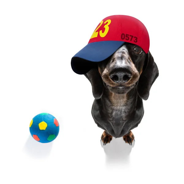 头戴棒球帽 头戴棒球帽 头戴棒球帽 体态活泼 体格匀称 准备玩球的狗 — 图库照片