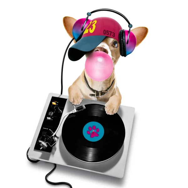 Perro Chihuahua Tocando Música Club Con Bola Disco Aislado Sobre — Foto de Stock