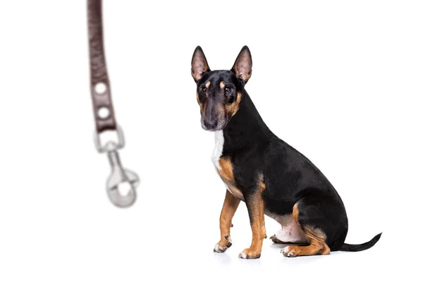 Miniature Bull Terrier Dog Ready Walk Owner Leather Leash Isolated — Stock Photo, Image