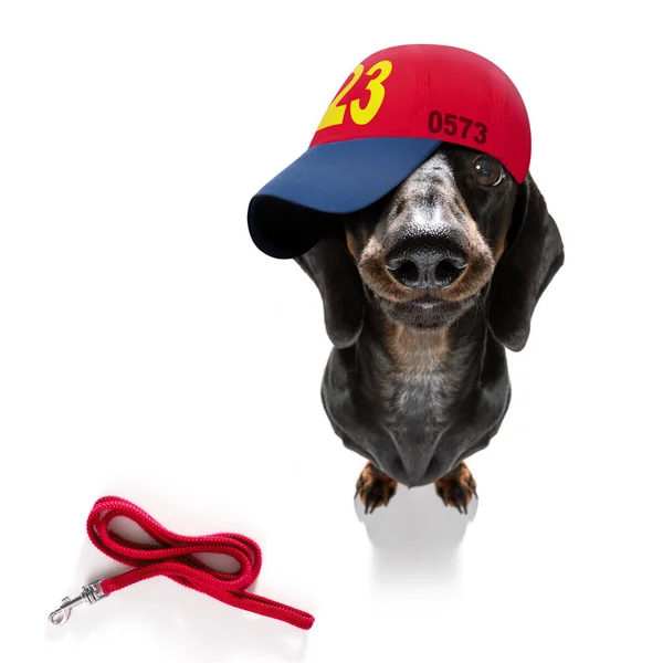 Cool Casual Look Dachshund Dog Wearing Baseball Cap Hat Sporty — стоковое фото