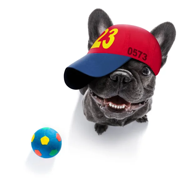 法国斗牛犬头戴棒球帽或棒球帽 玩具四处游玩 — 图库照片