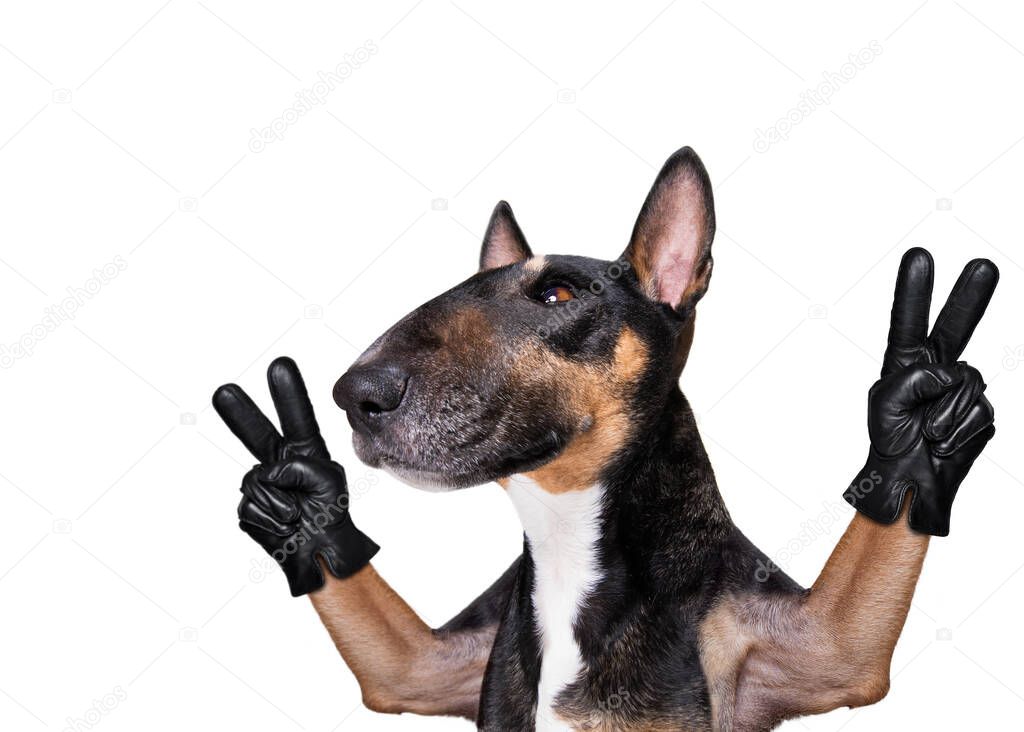 bull terrier with victory and peace fingers isolated on white background