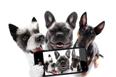 Bir grup köpek beyaz arka planda izole edilmiş bir selfie çekiyor, gülümsüyor ve mutlu bir enstantane.