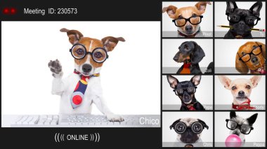 Bilgisayarla ya da dizüstü bilgisayarla internet üzerinden toplantı yapan iş köpekleri.