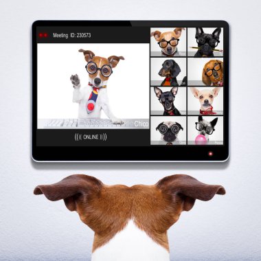 Bilgisayarla ya da dizüstü bilgisayarla internet üzerinden toplantı yapan iş köpekleri.