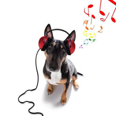 Dj bull terrier köpeği disko topuyla bir kulüpte müzik çalıyor, beyaz arka planda izole edilmiş.