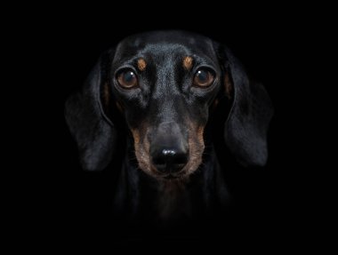 Sosisli dachshund köpeği, siyah, karanlık, dramatik bir arkaplanda izole edilmiş. Önden sana bakıyor.