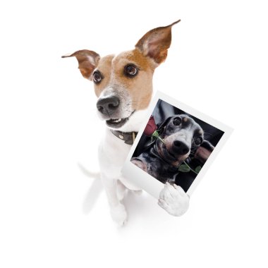 Jack Russell 'ın elinde eski moda bir fotoğraf tutması çok komik. Beyaz arka planda soyutlanmış görünüyor.