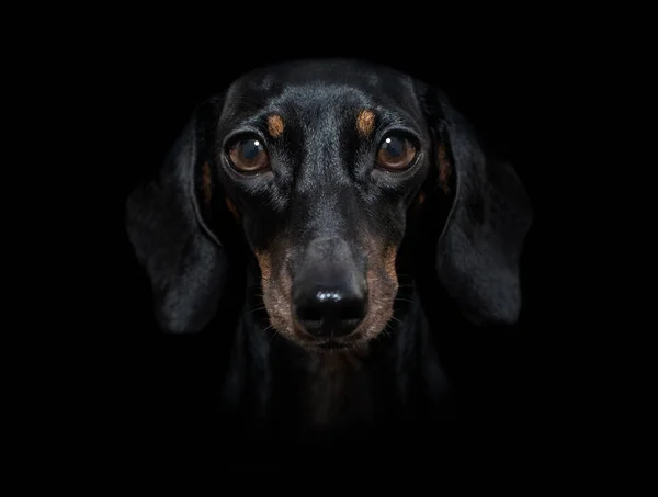 Salsicha Dachshund Cão Isolado Preto Escuro Dramático Fundo Olhando Para — Fotografia de Stock