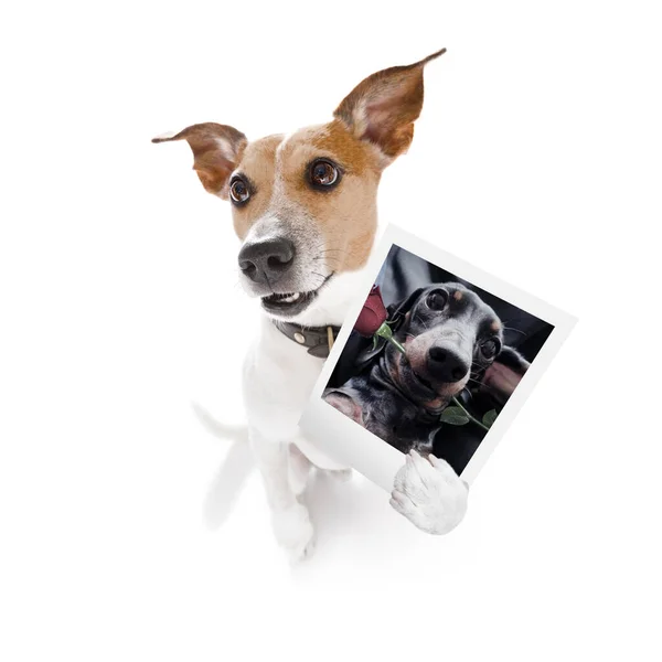 Super Rolig Jack Russell Hund Håller Ett Fotografi Med Gamla — Stockfoto