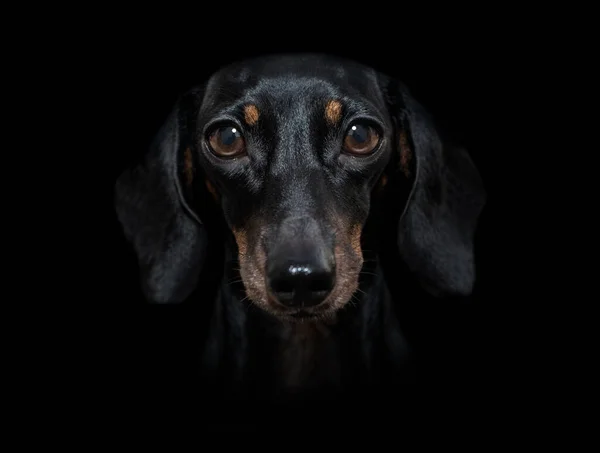 Sausage Dachshund Dog Isolated Black Dark Dramatic Background Looking You Stock Picture