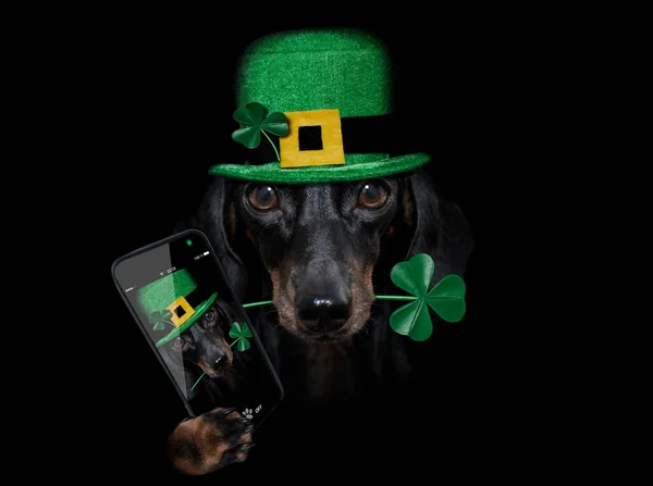 Patricks Day Dachshund Λουκάνικο Σκυλί Τυχερό Τριφύλλι Απομονώνονται Μαύρο Σκούρο Royalty Free Φωτογραφίες Αρχείου