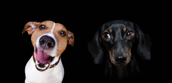 couple  of dogs in love , looking each other in the eyes, with passion , pink red rose in the middle, isolated on white background