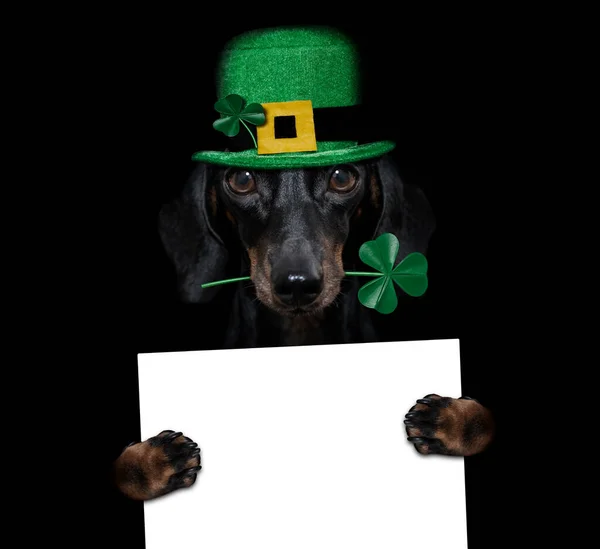 Patricks Day Dachshund Λουκάνικο Σκυλί Τυχερό Τριφύλλι Απομονωμένο Μαύρο Σκούρο Εικόνα Αρχείου