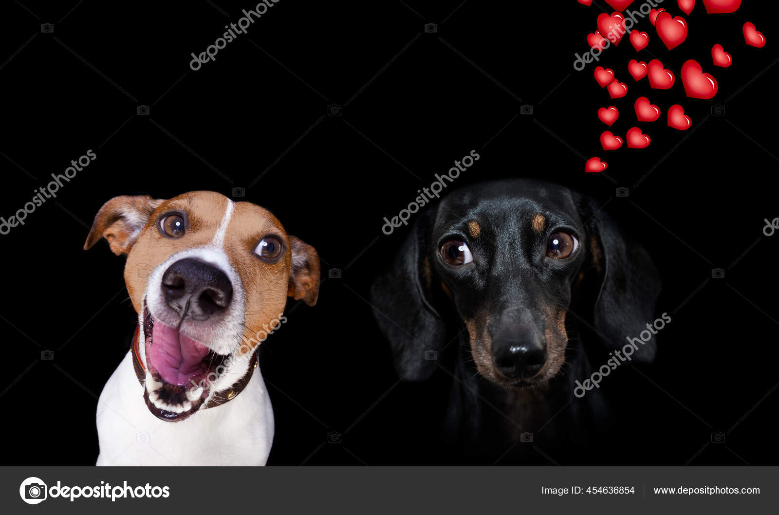 Why Does My White Dog Look Pink