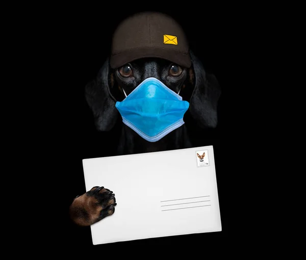 キャップ付きの郵便配達人として大きな茶色のパッケージを提供しているダックスフントソーセージ犬 Covid 19で コルナウイルスとロックダウン時間 ストック写真