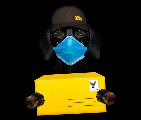 キャップ付きの郵便配達人として大きな茶色のパッケージを提供しているダックスフントソーセージ犬 Covid 19で コルナウイルスとロックダウン時間 ロイヤリティフリーのストック画像