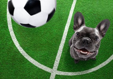 Futbolcu buldog köpeği futbol sahasında deri topla oynuyor.