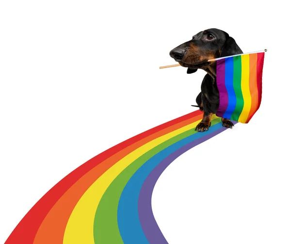 Fee Grappig Gay Hond Trots Mensenrechten Zwaaien Met Lgbt Regenboog — Stockfoto