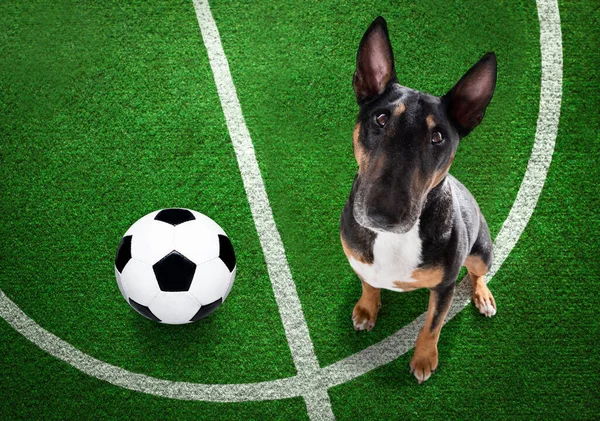 Soccer Bull Terrier Dog Playing Leather Ball Football Grass Field Stock Photo