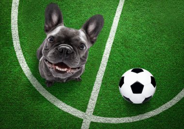 Futbolcu buldog köpeği futbol sahasında deri topla oynuyor.