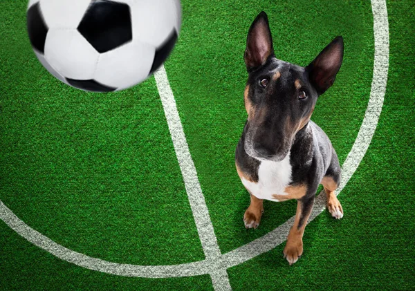 Fußball Bullterrier Hund Spielt Mit Lederball Auf Dem Fußballrasenplatz — Stockfoto