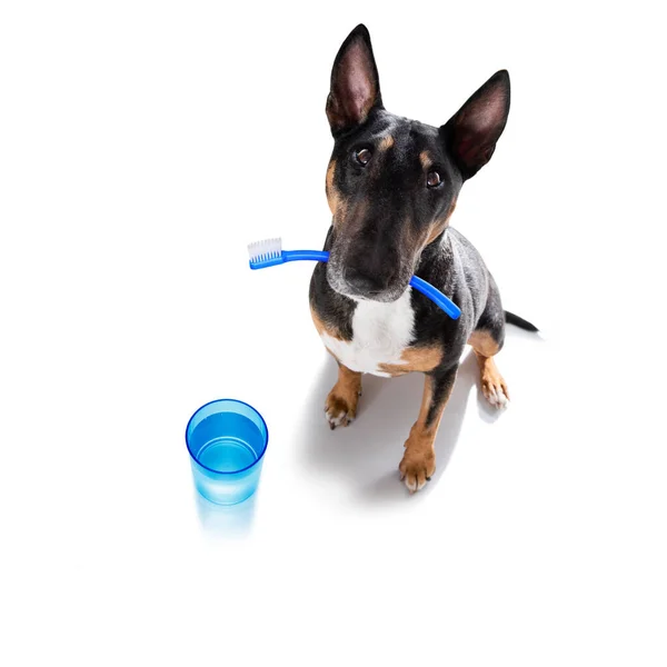 Tjur Terrier Hund Som Håller Tandborste Med Mun Isolerad Vit — Stockfoto