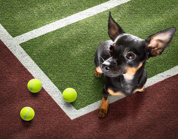 Giocatore Sportivo Cane Ratter Praga Sul Campo Tennis Con Palle — Foto Stock