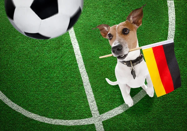 Футбольный Джек Рассел Терьер Собака Играет Кожаным Мячом Футбольном Поле Лицензионные Стоковые Изображения