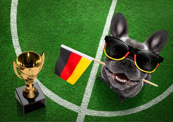 Soccer French Bulldog Dog Playing Leather Ball Football Grass Field — Stock Photo, Image